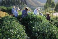 世界四大名红茶-祁门红茶位居榜首