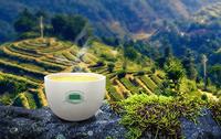 铁观音的茶树栽培与生态茶园管理安溪铁观音生态茶的生长环境