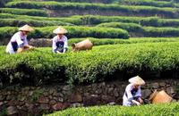 茶农口述铁观音采摘与制作过程及注意事项