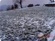 铁观音的诞生源于一场场写入安溪史志的雪灾