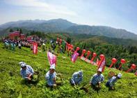 湖南安化：黑茶第一村开园多方助力产业扶贫
