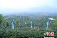 2018年湖南安化黑茶开园，将建设“世界黑茶中心”