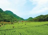安化黑茶：湖南乡村振兴、精准脱贫的亮丽名片
