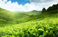 广西梧州市委副书记蒋海东深入企业基地调研六堡茶产业发展情况