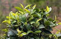 龙圩区：六堡茶产业扶贫示范点启动建设