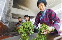 广西梧州：“飘着茶香的工会”成致富引路人