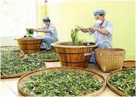 苍梧县：运用“生态+”模式推动六堡茶产业发展助力脱贫攻坚