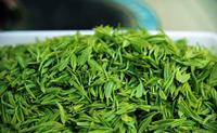 绿茶用什么茶叶罐绿春玛玉茶茶叶文化