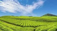 黔货出山|北京春茶采购节一品地道“石阡苔茶”风味