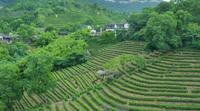 贵州省寻求2020年成为中国最大的茶叶出口省