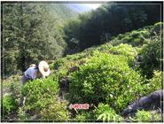 “星村小种”正山小种红茶产地