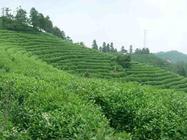 霍山黄芽产地——优质的环境生产优质的茶