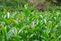 茶知识之武夷肉桂的种植技术的介绍