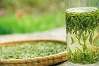 齐鲁绿茶文化以日照绿茶为代表