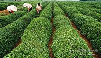 绿茶新贵正宗日照绿茶价格是多少