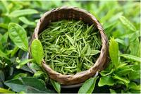 日照绿茶品一口中国最北端的绿茶