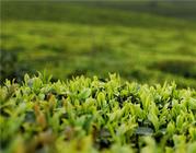 山东日照绿茶是一种怎么样的茶？