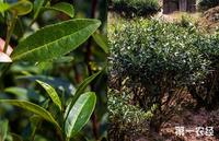 什么是花名？武夷岩茶近代名丛的花名分类