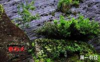 世界自然与文化遗产：武夷山母树大红袍