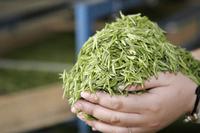桂林毛尖茶的物质成分构成及其重要功效
