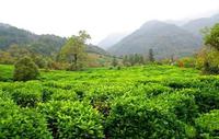 祁门红茶的历史你知道祁门红茶的起源吗？