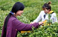 绿茶的区别遵义毛峰茶与黄山毛峰茶的介绍