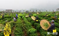 第十七届六安瓜片茶文化节将在合肥举办