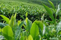 碧螺春茶的生长环境对气象条件的要求