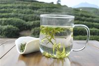 关于白茶之祖的安吉白茶的概述