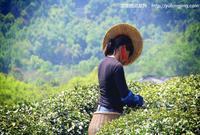 西湖龙井明前茶产量价格相对平稳预计下月开采
