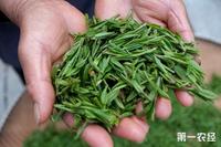 西湖龙井春茶和秋茶有那些区别？西湖龙井春茶和秋茶哪个更好？