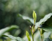 西湖龙井茶绿茶如何保存？