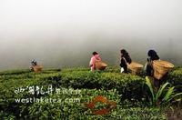 走进印度大吉岭，品极品红茶