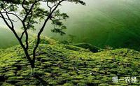 大吉岭红茶的产地在哪里？大吉岭红茶的生长环境如何？