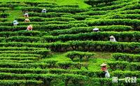 阿萨姆红茶的产地在哪里？阿萨姆红茶的生长环境如何？