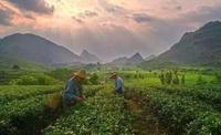 英德红茶原产地被称为“红茶之乡”