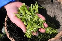 红茶、绿茶、白茶、乌龙茶茶叶知识和保存方法