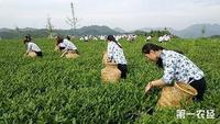 安溪铁观音秋茶陆续上市回归传统手工制作更香醇