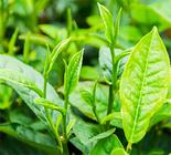 铁观音属于什么绿茶呢？
