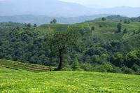 普洱茶的起源之普洱茶的原产地是在什么地方呢