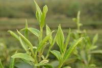 话说云南的普洱茶叶有什么样的特征呢