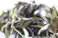 安吉白茶是茶中的珍稀茗品，全国独一无二。
