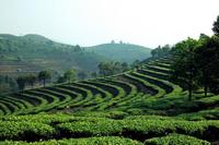 普洱茶原产地之一的勐海的味道的成因