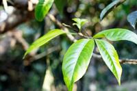 浅析：云南普洱茶古茶树的知识与文化