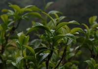 普洱茶产区临沧山头的产地特点以及历史