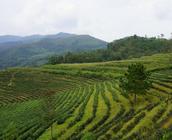 普洱茶产于何地普洱茶产地的历史依据