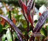 紫鹃为什么是普洱茶中的极品？