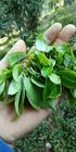 普洱茶的小叶种是如何成为弱势的？
