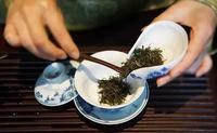 新生茶、新熟茶、老茶、紧压茶分别怎样冲泡？：不同的的普洱茶冲泡技巧