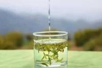 茶叶冲泡之关于黄茶的冲泡方法介绍